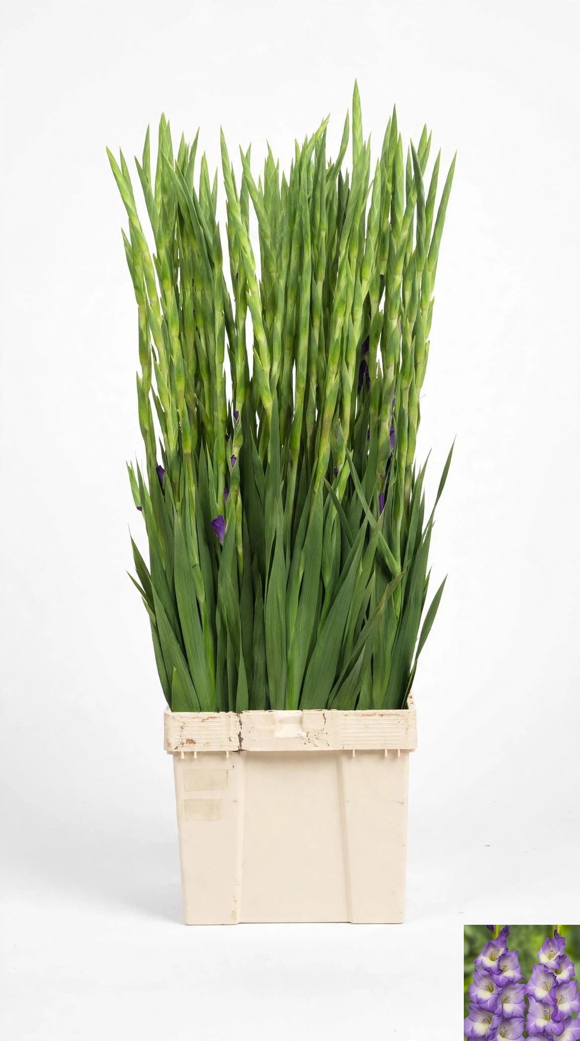 Gladiolus Madonna 120cm 25gram