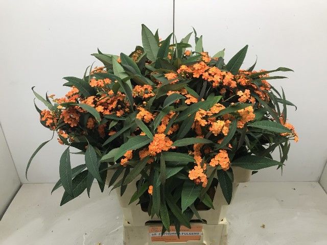 Euphorbia Spray Queen Of Orange 60cm