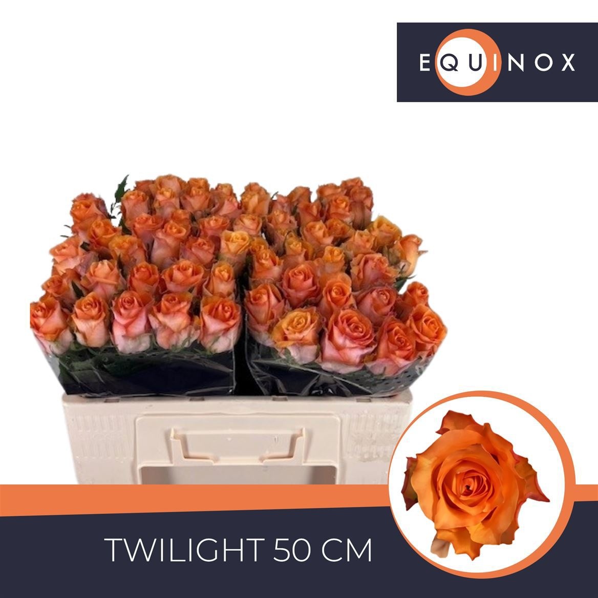 R Gr Twilight@