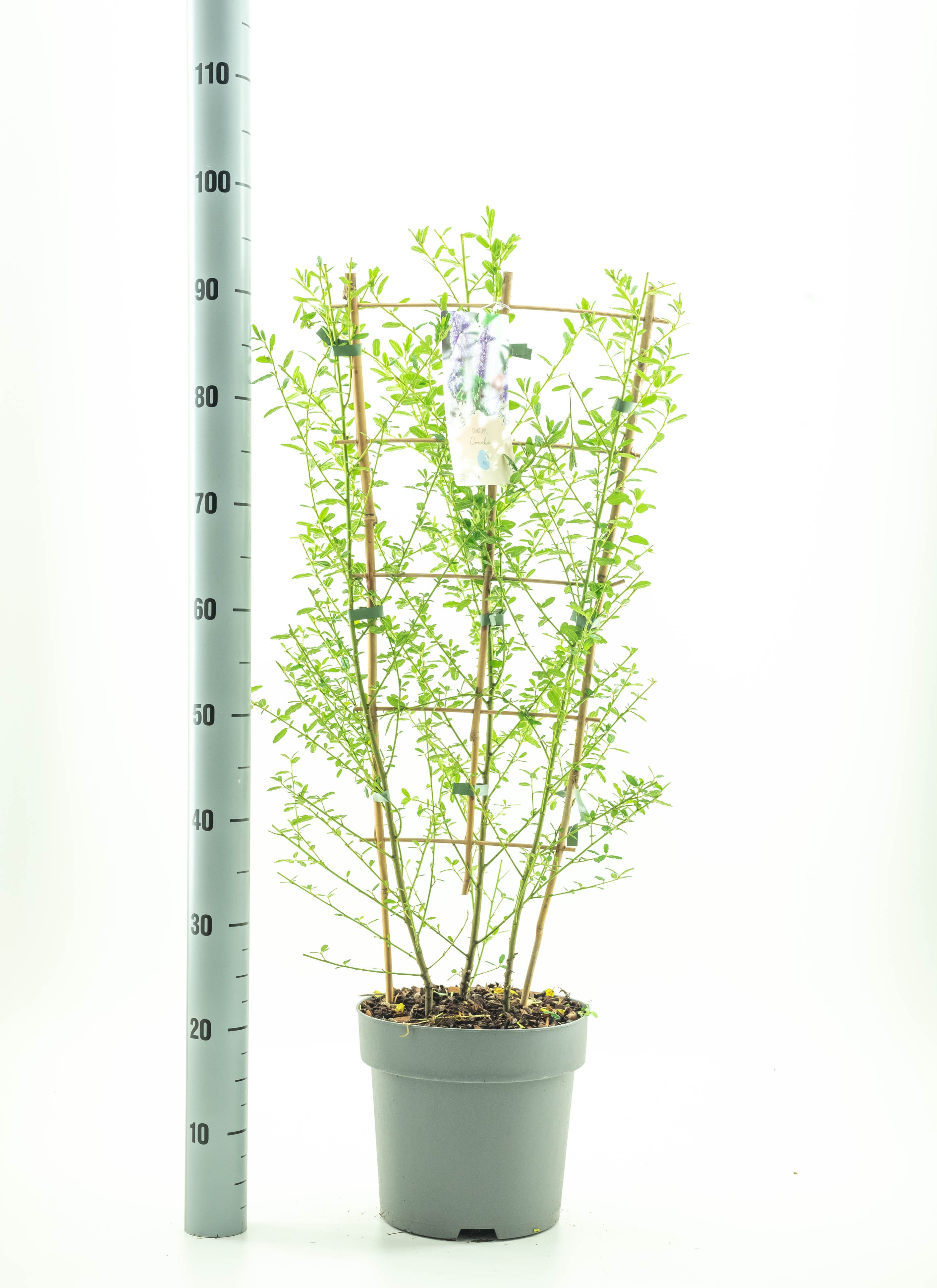 Picture of Ceanothus imp. Victoria P26 (7.5 Ltr) 90/CM-TRELLIS (LOOSE)