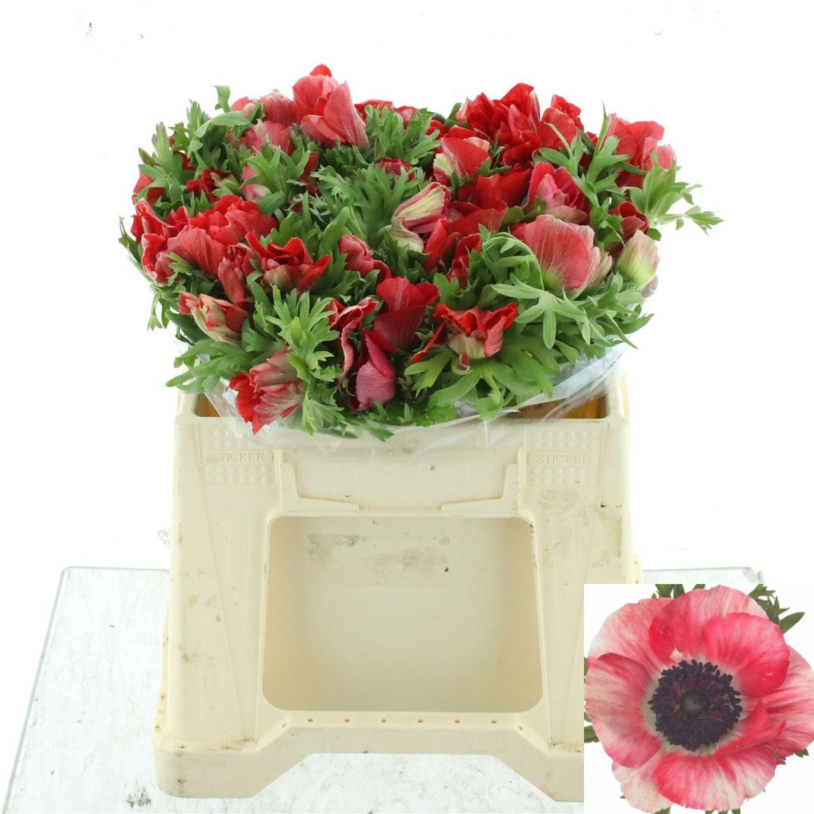 Anemone Mistral+ Red 35cm