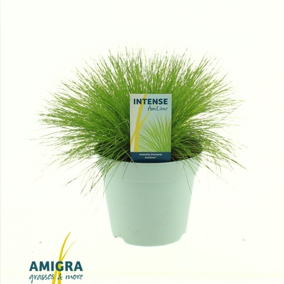 Picture of Deschampsia flexuosa AmiLime®