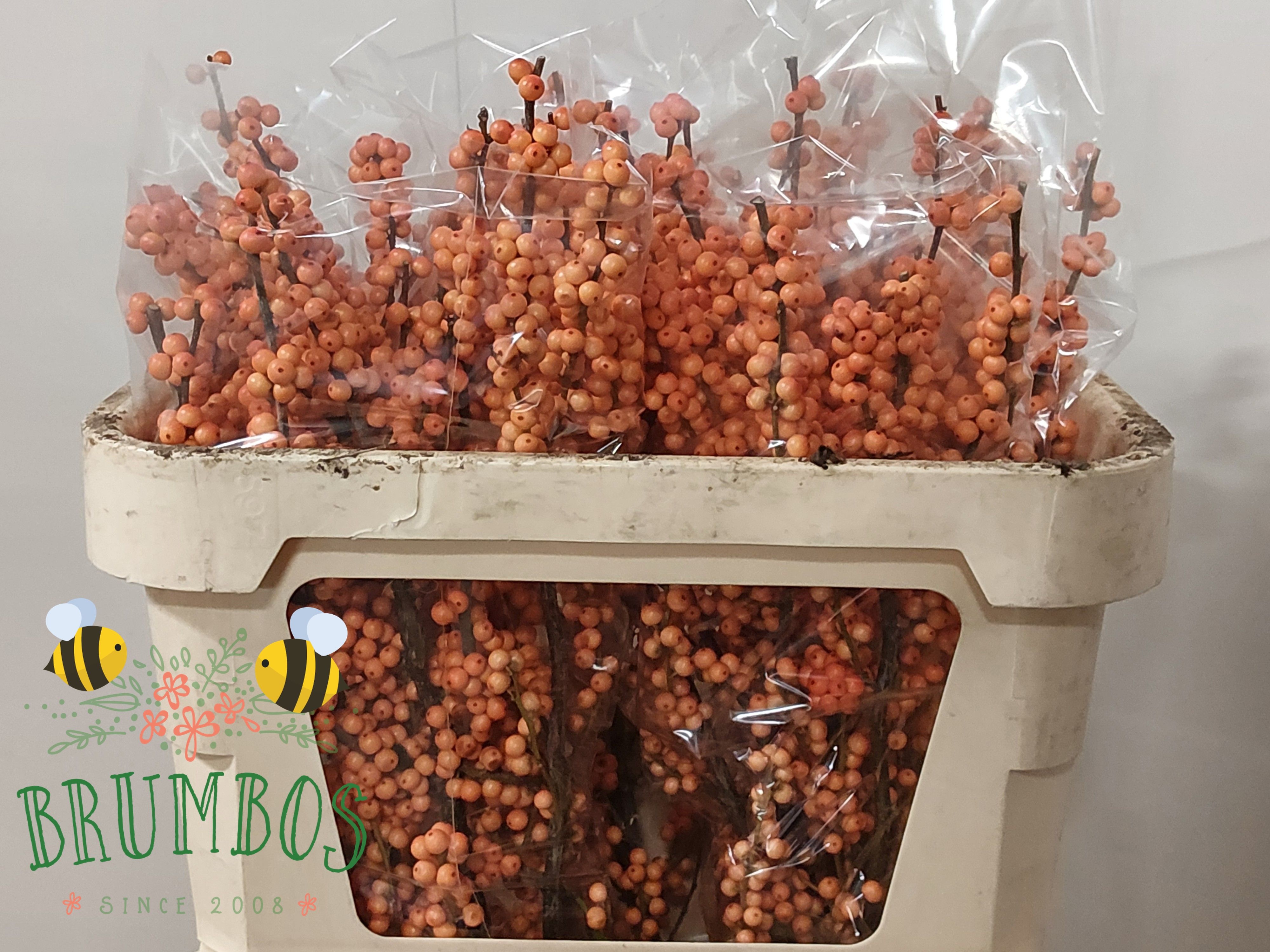 Ilex Ve Winter Gold