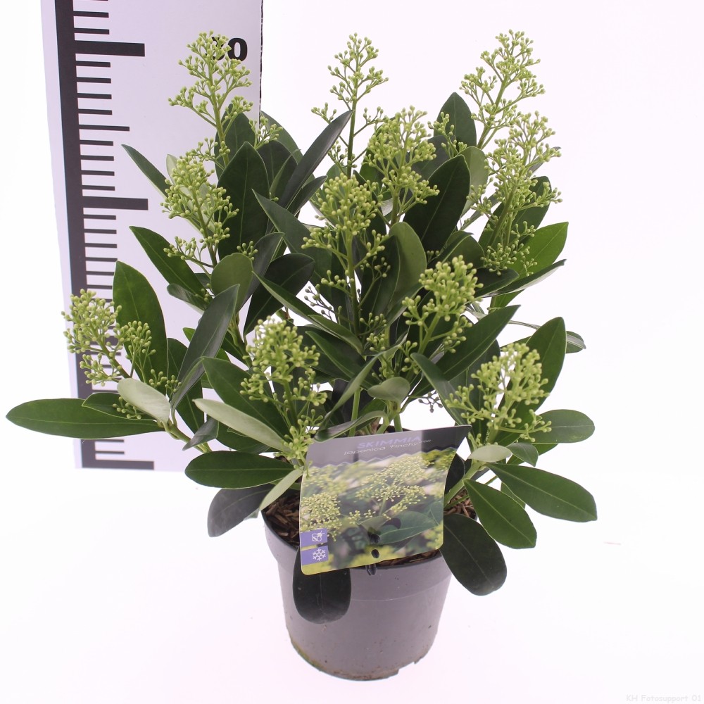 Picture of Skimmia jap. 'Finchy'
