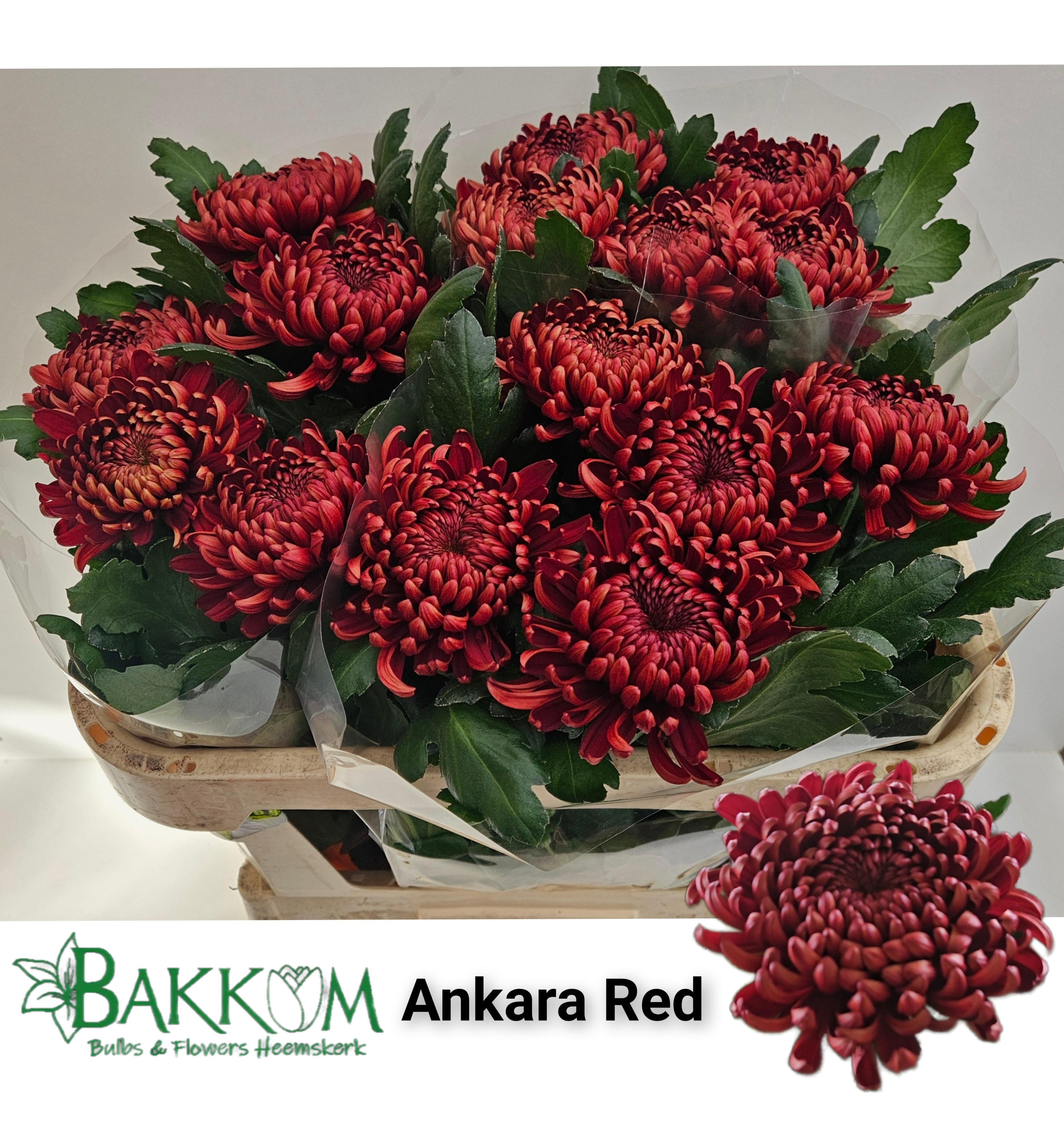 Chrys Single Ankara Red 70cm 160gram