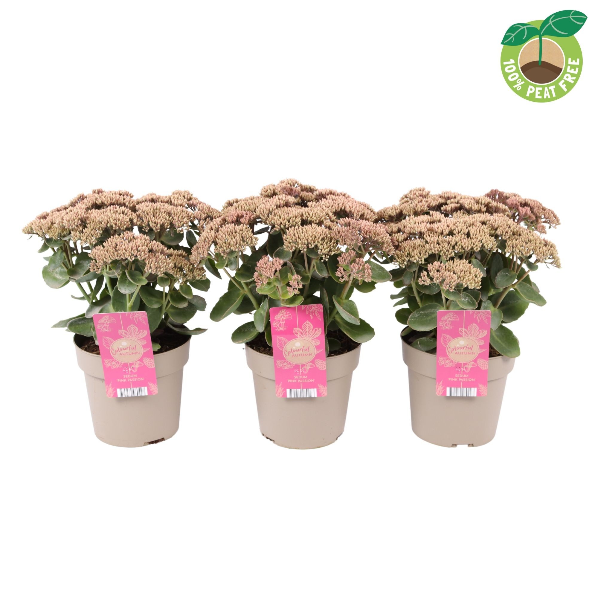 Picture of Sedum tel. Seduction Pink Passion P17 (2 Ltr)