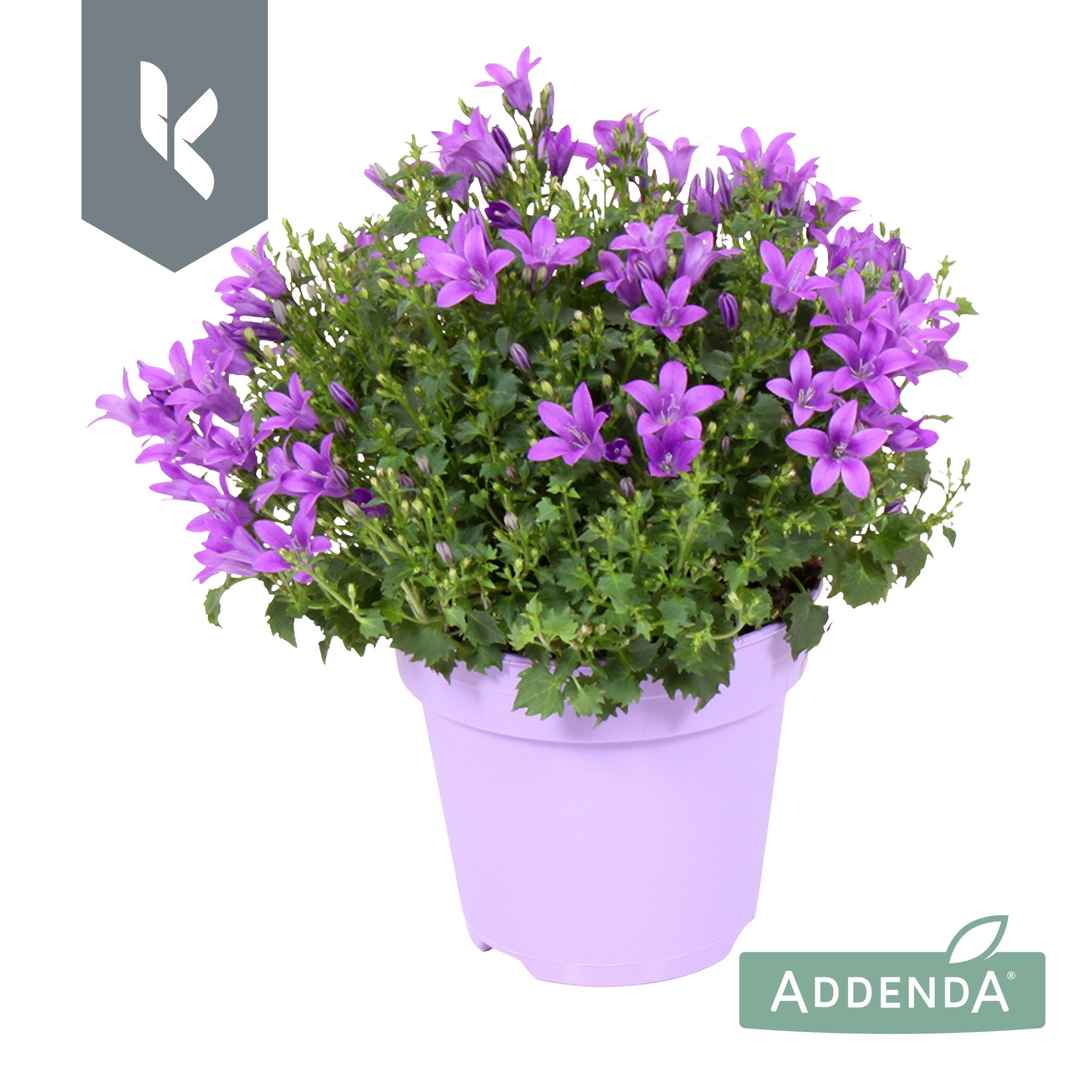 Picture of Campanula Ambella Intense Purple P10.5 TON-SUR-TON