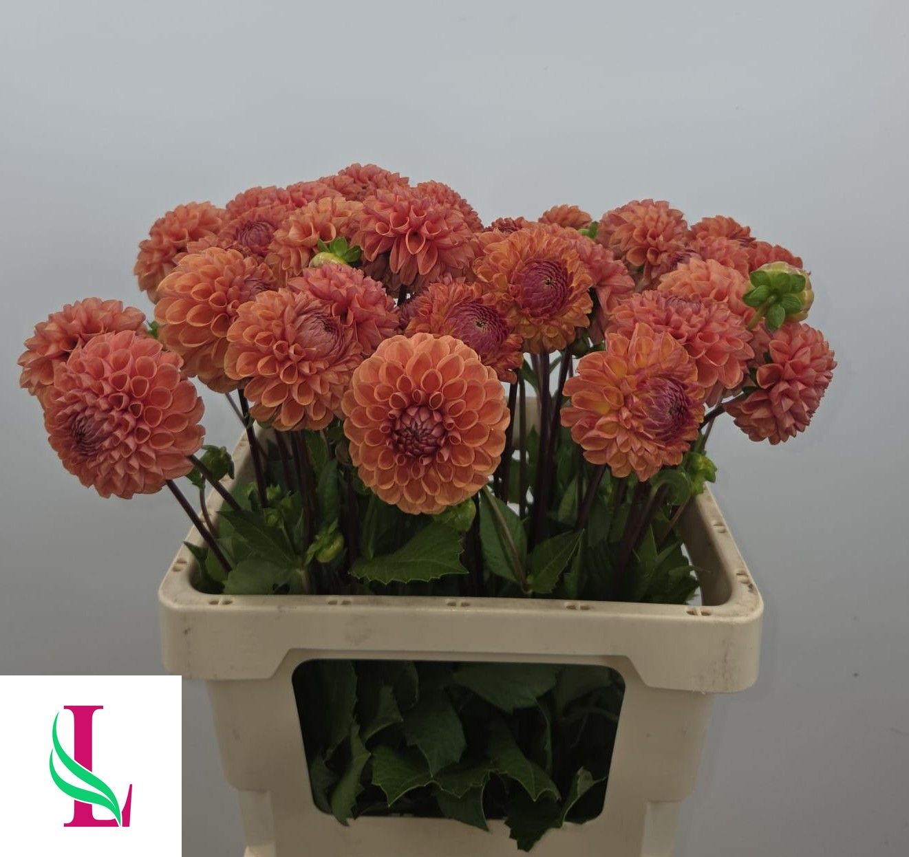Dahlia Cornel Bronze 60cm