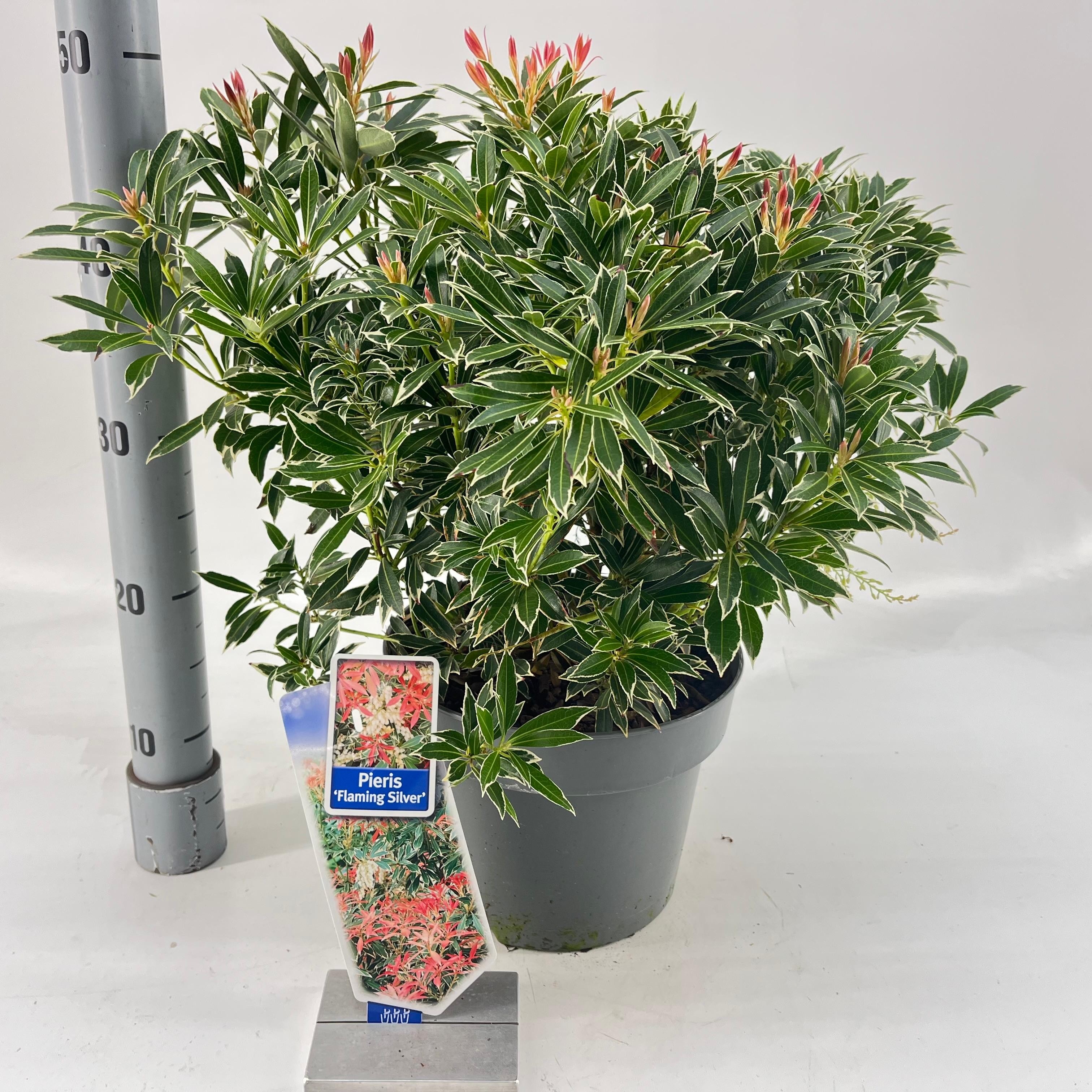 Picture of Pieris 'Flaming Silver'