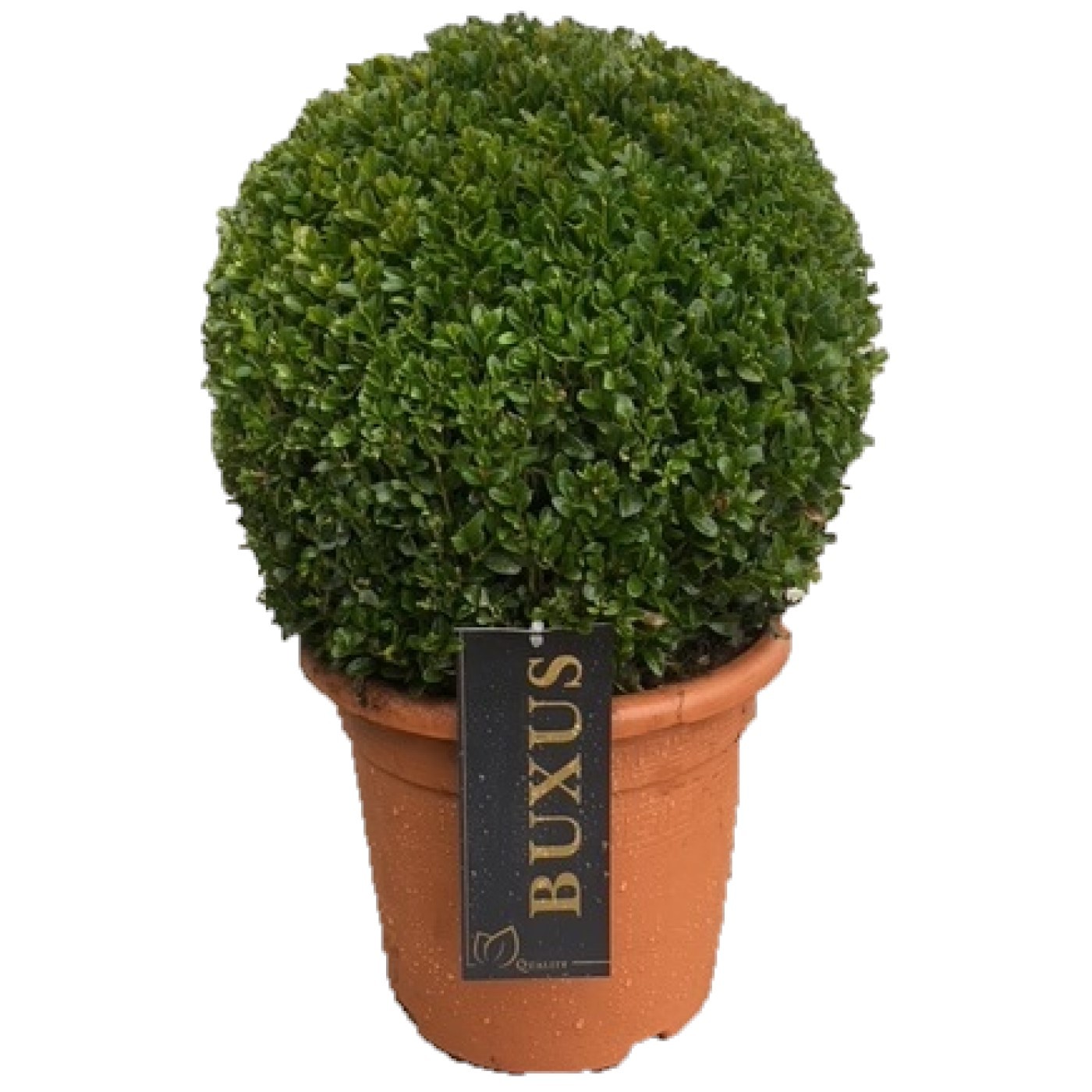 Picture of Buxus sempervirens P23 (5 Ltr) BALL-30/+ (LOOSE)