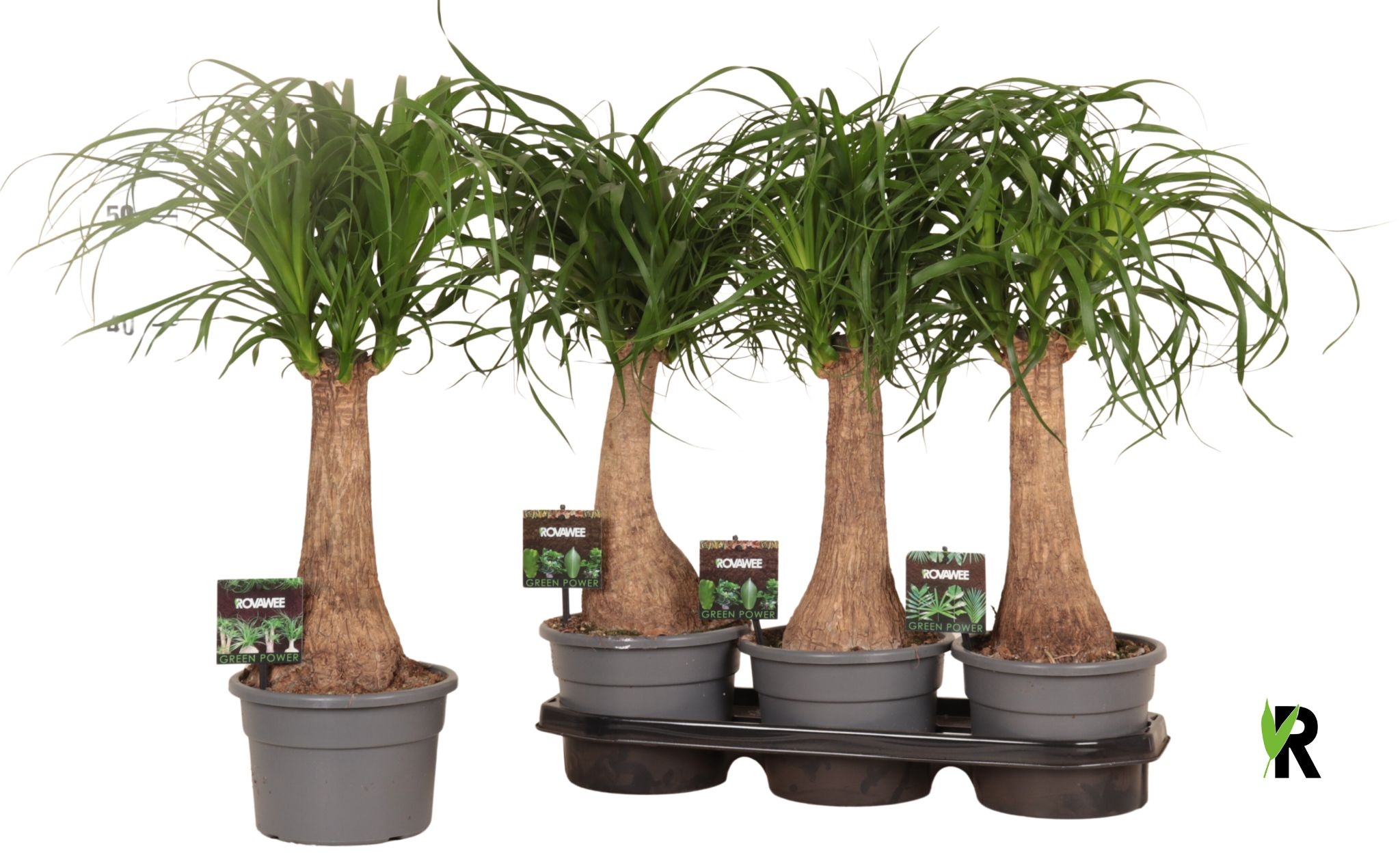 Beaucarnea rec. rechte stam in fust 7319