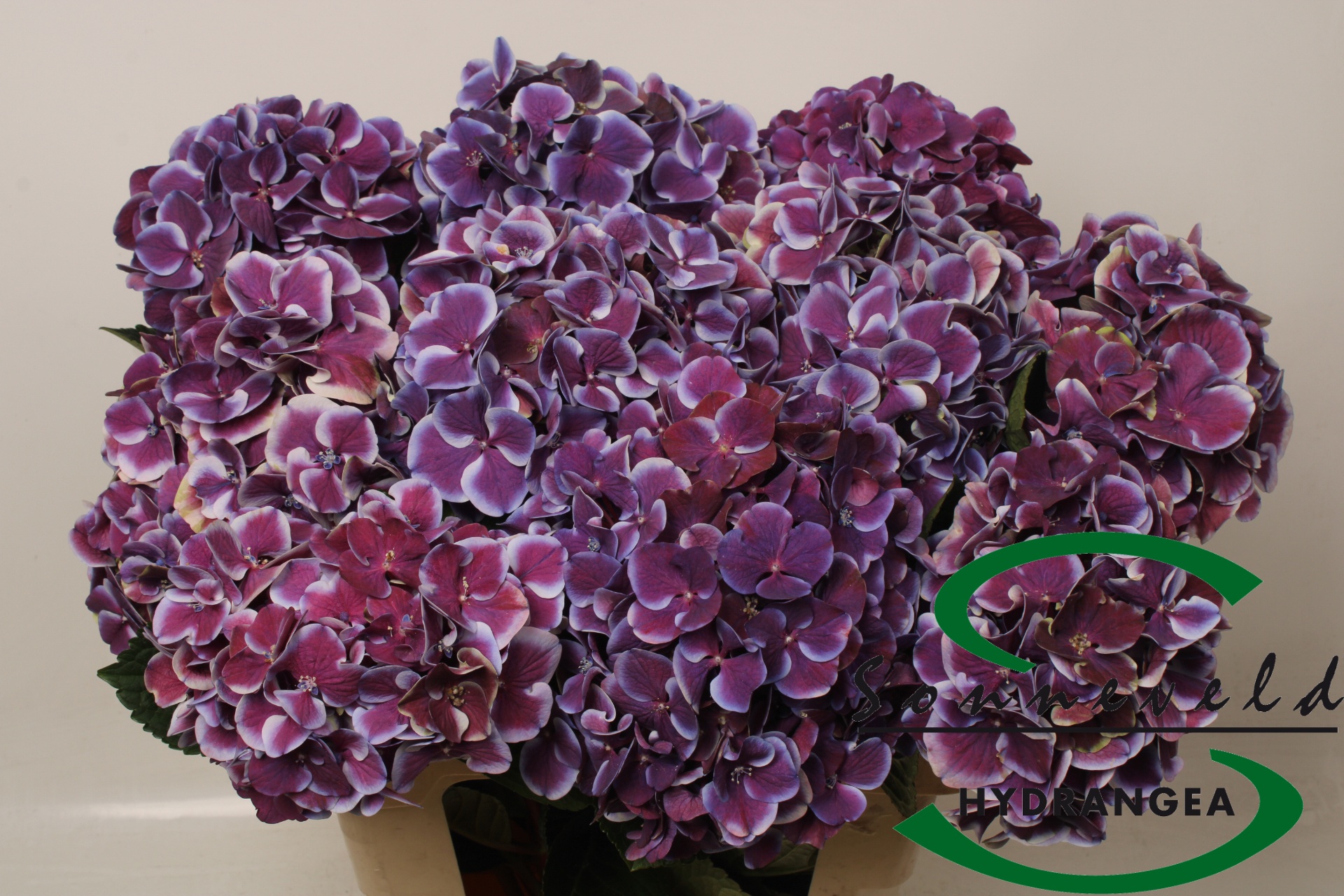 Hydrangea Red Harlequin Blue 60cm 18Ø