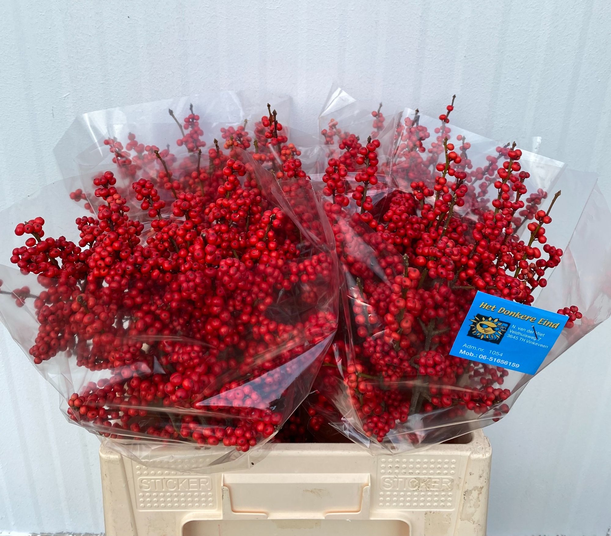 Ilex Verticlilata 60cm
