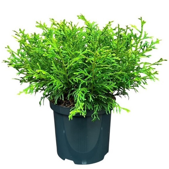Thujopsis dolabrata 'Nana'