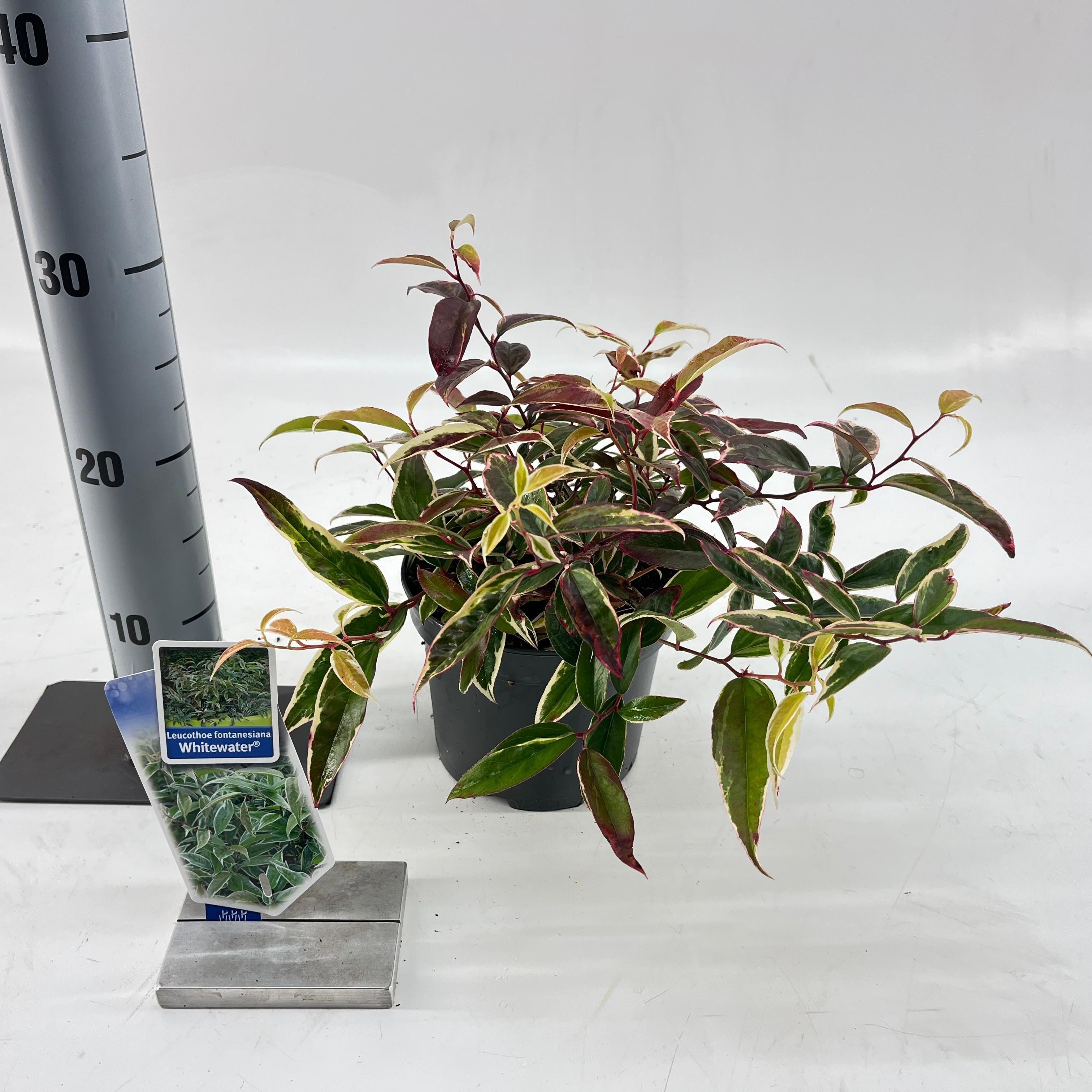 Picture of Leucothoe fontanesiana Whitewater® ('Howw'PBR)