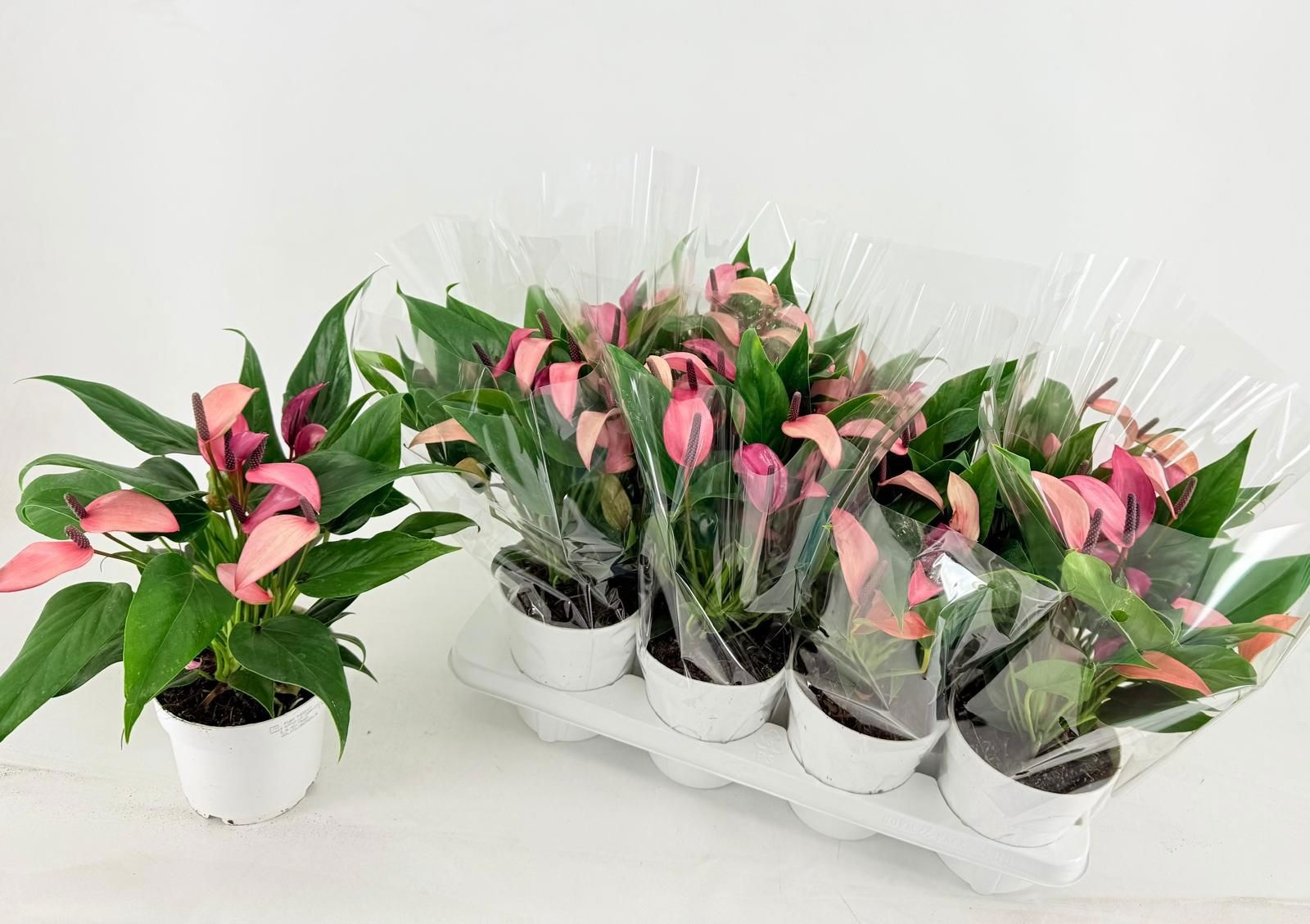 Anthurium Zizou - Anthurium