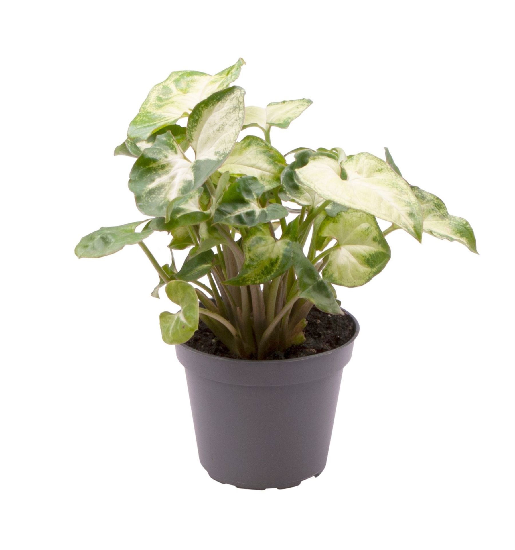 Syngonium 'Pixie'