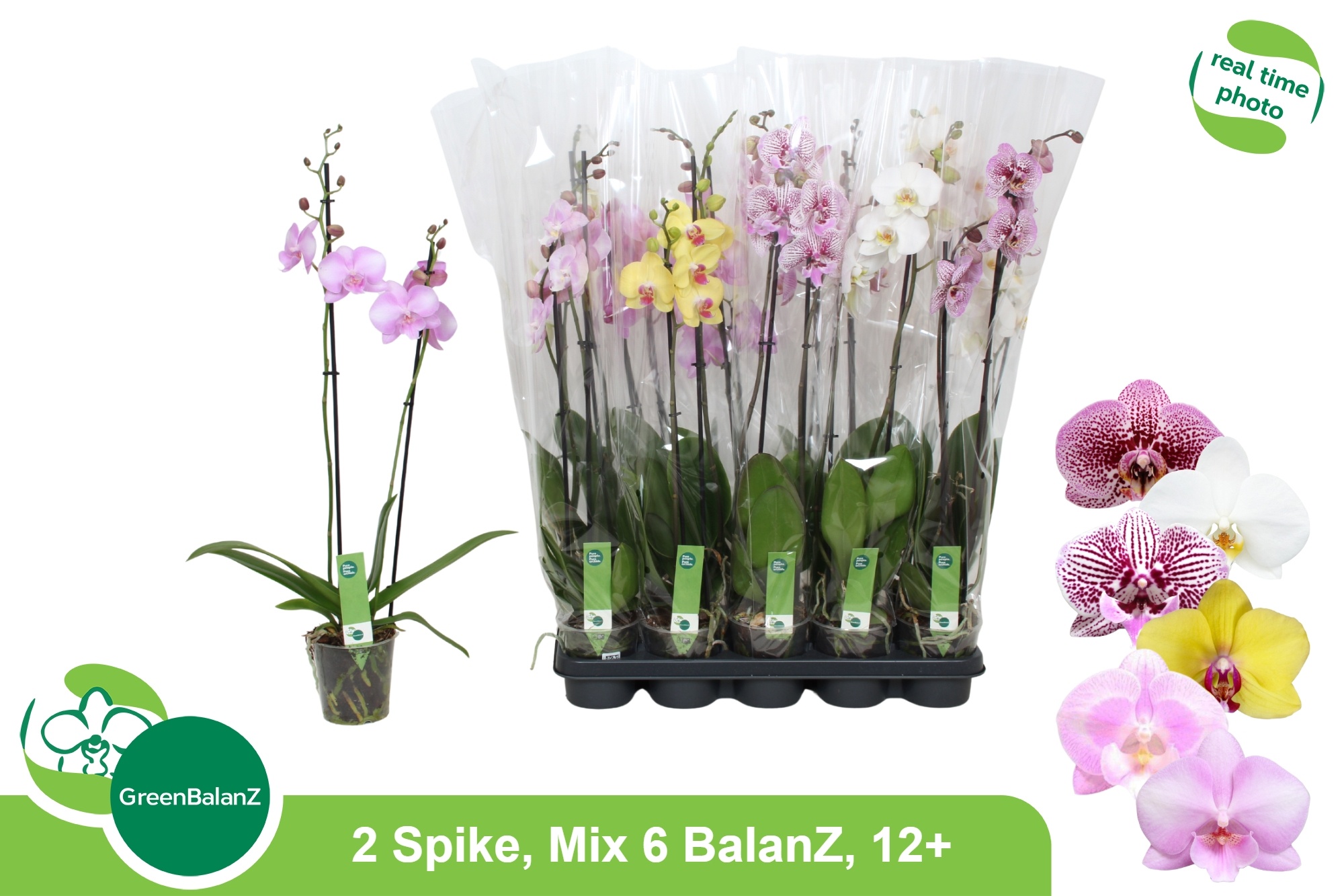 Phal Gem 6 Kl 12Ø 75cm