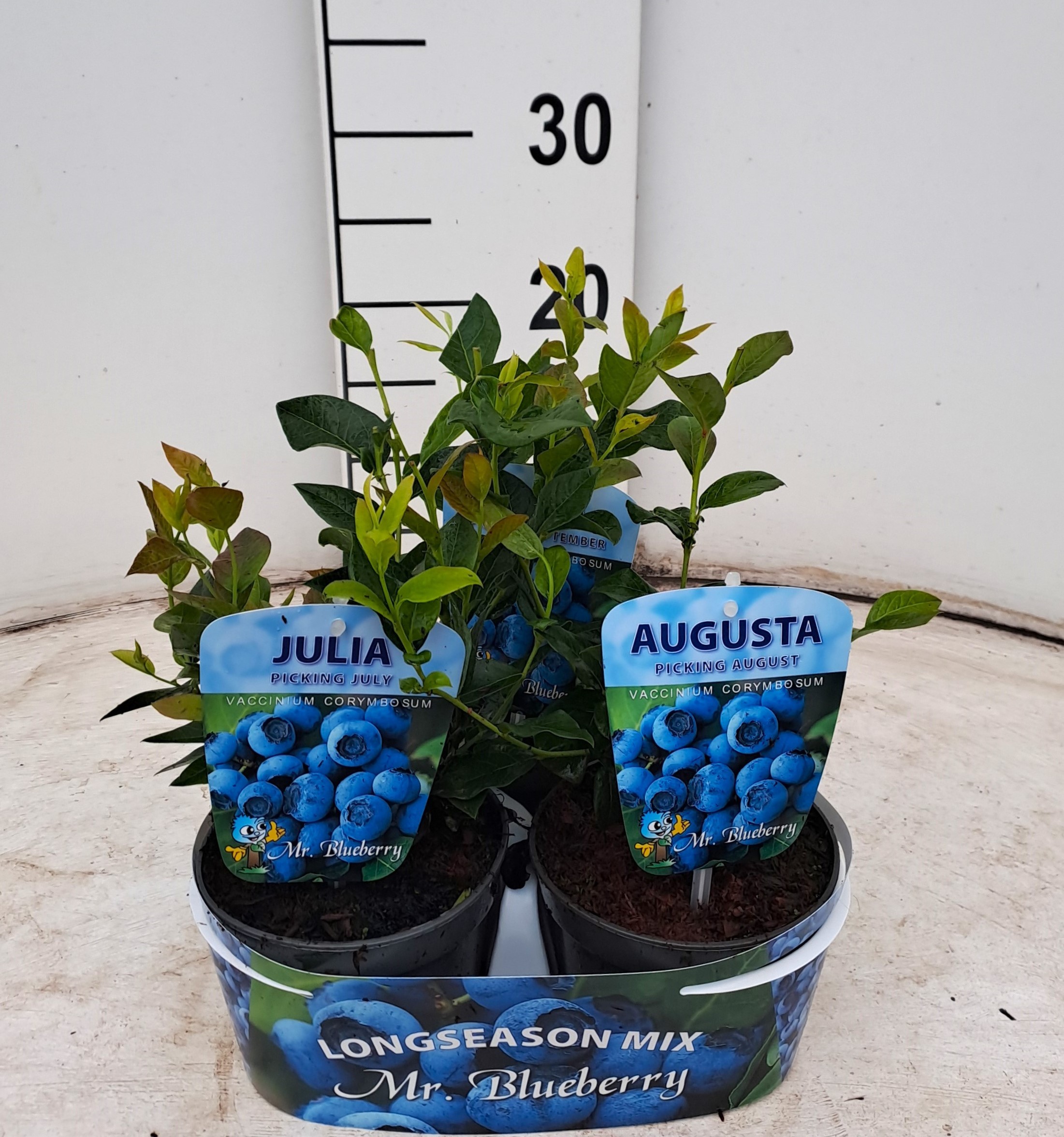 Picture of Vaccinium Longseason Mix P12