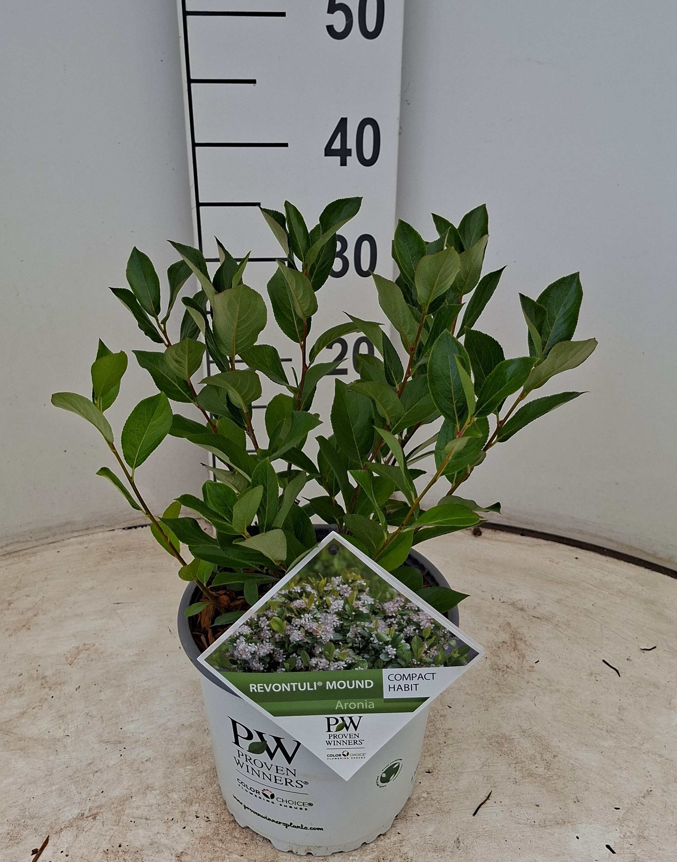 Aronia melanocarpa Revontuli® Mound ('UCONNAM165')