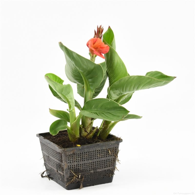 Canna Isabel (18x18) F:pink/L:green