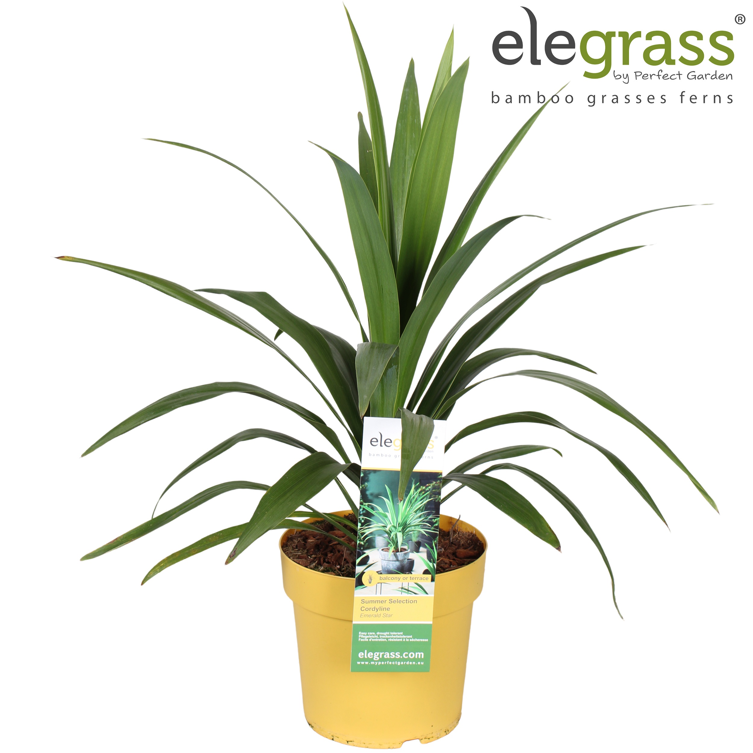 Cordyline australis Emerald Star ('Broadsword')