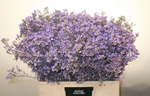 Waxflower L60 Milka