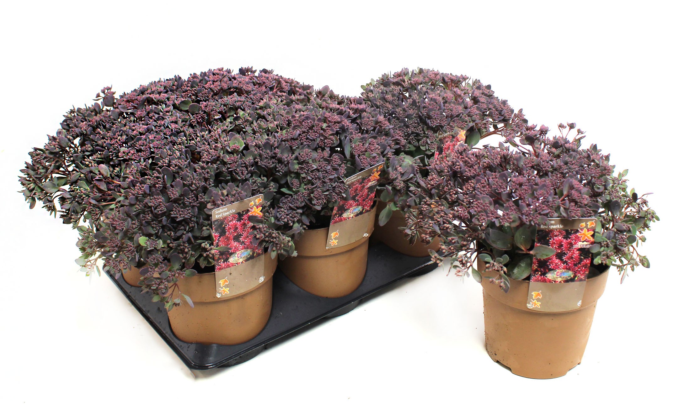 Picture of Sedum Red Sparkle P15