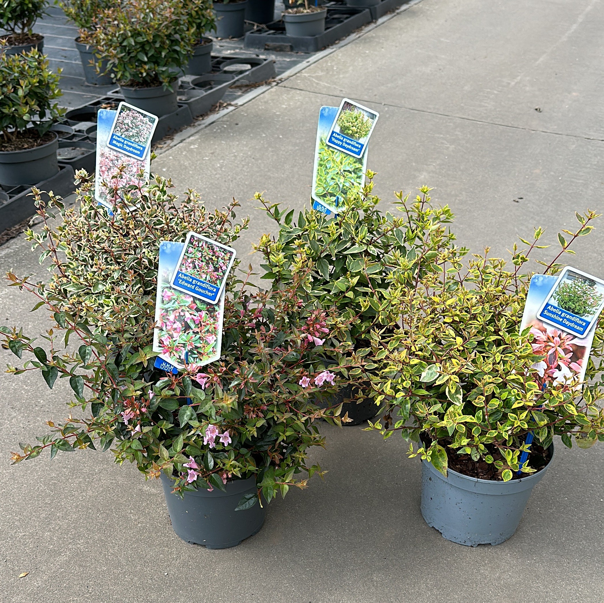 Picture of Abelia mix (minimum order one layer)