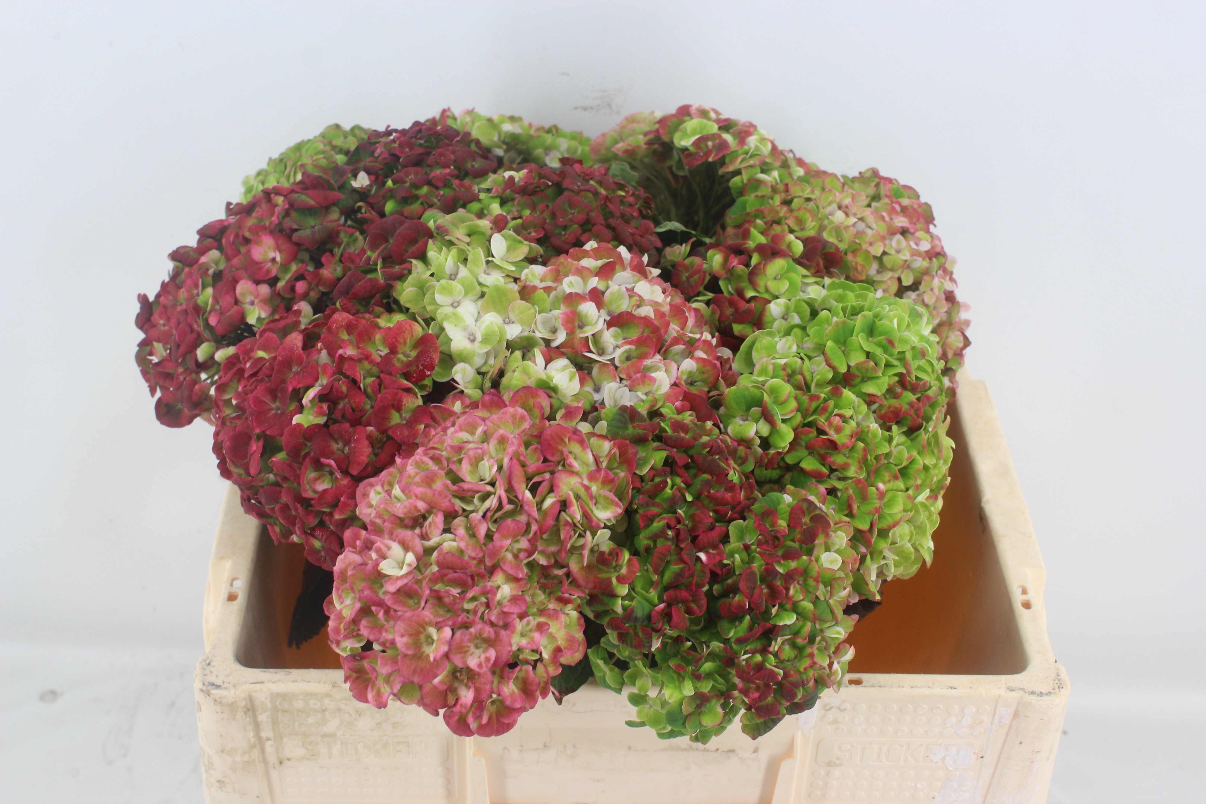Hydrangea Revolution Pink/green 50cm 11Ø