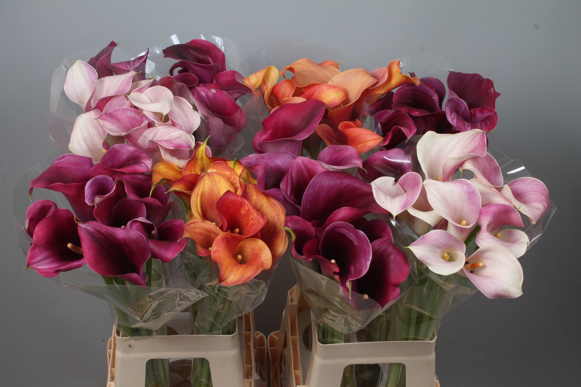 Calla Assorted 70cm