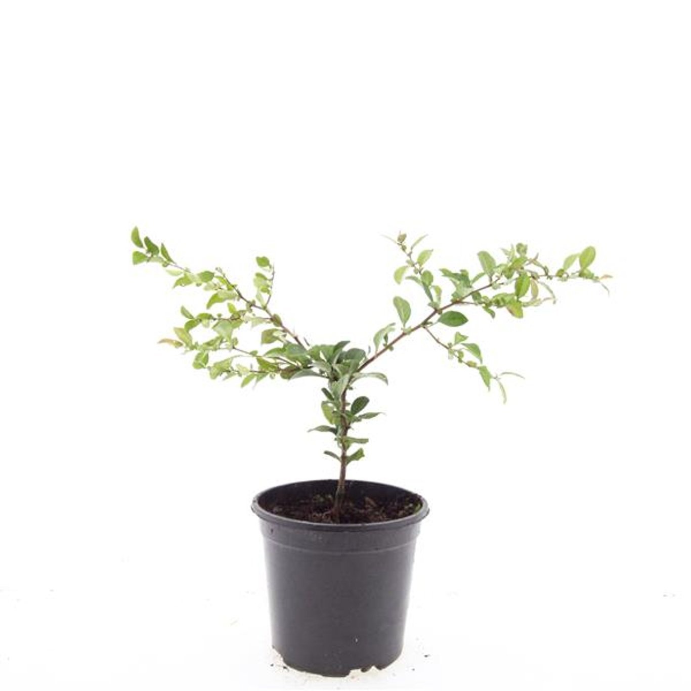 Chaenomeles superba 'Jet Trail'