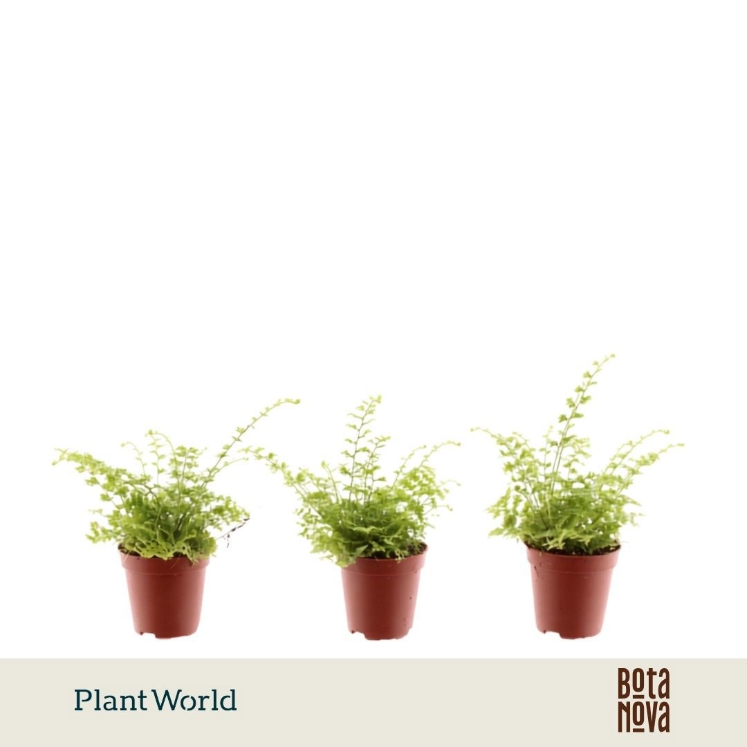 Nephrolepis Tiny Nephrolepis Green Fantasy