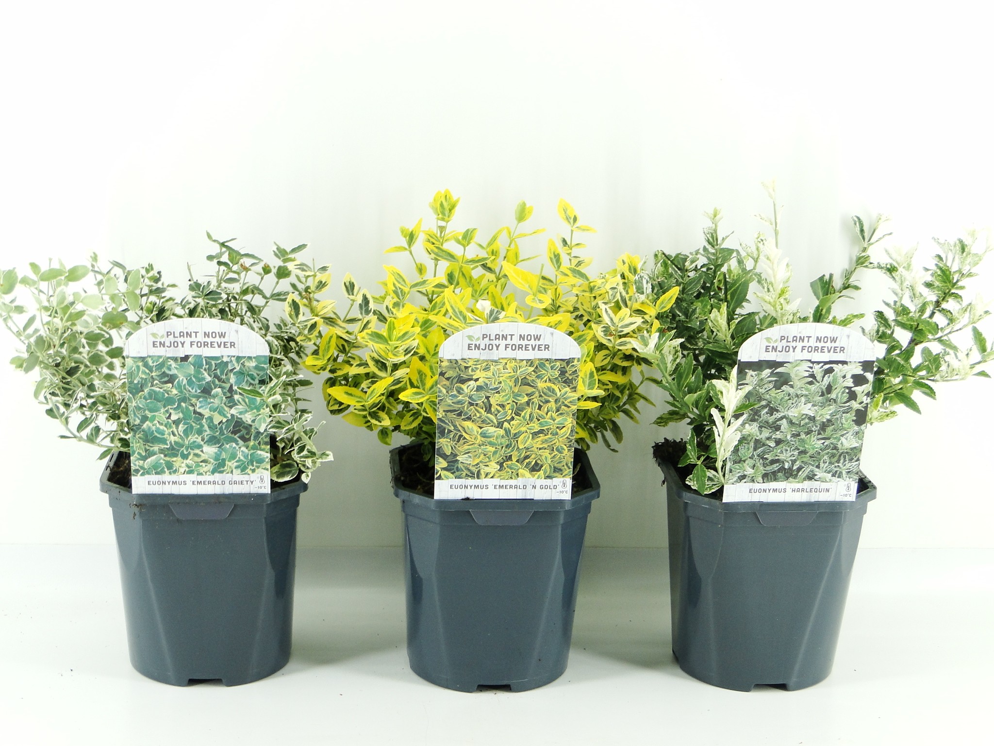 Picture of Euonymus fort. mix laag.