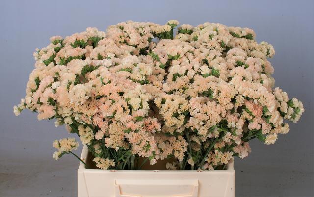 Statice Peach Wings 40cm 16gram
