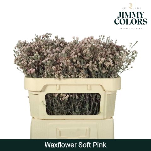 Waxflower L70 Soft Pink