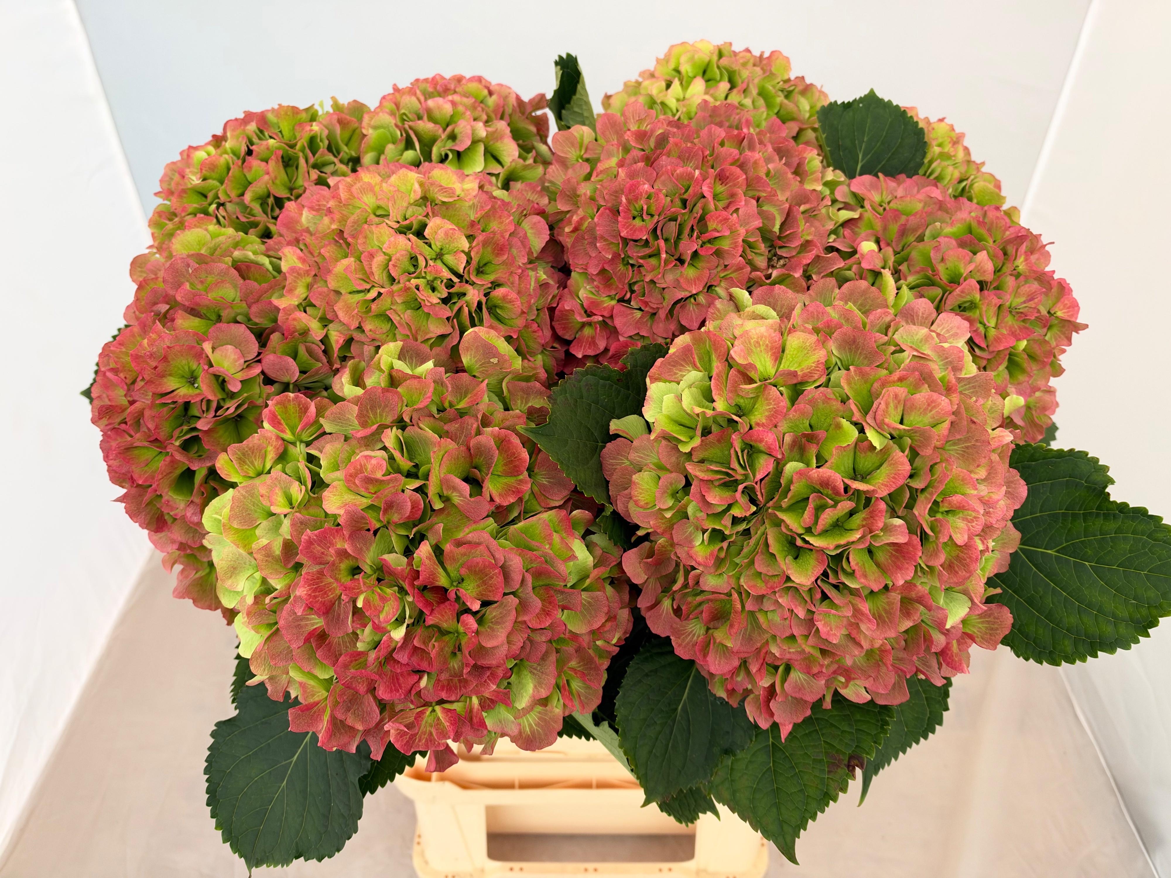 Hydrangea Verena Classic Pink 80cm 22Ø