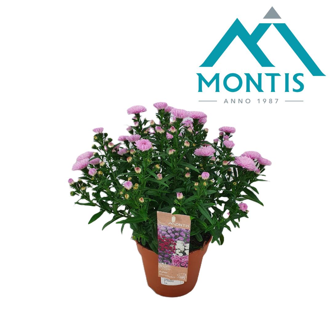 Picture of Aster Showmaker New Pink P14 25CM