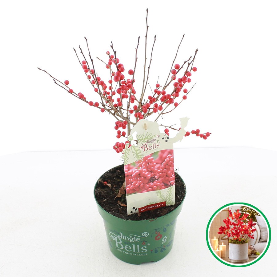 Picture of Ilex vert. Jingle Bells P17 (2 Ltr)