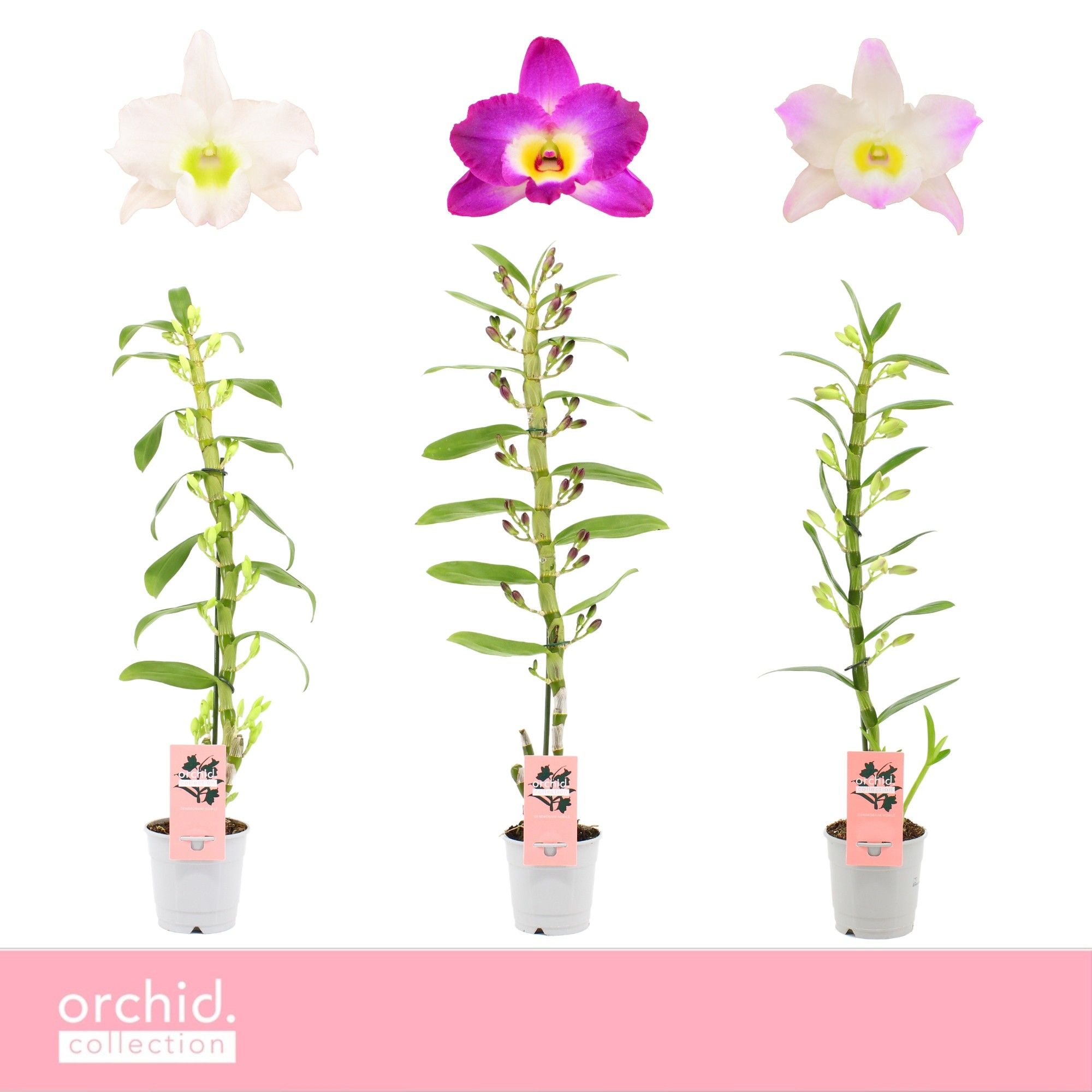 Dendrobium Mix 12Ø 65cm 1st