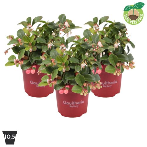 Gaultheria Big Berry, P10,5 Streng
