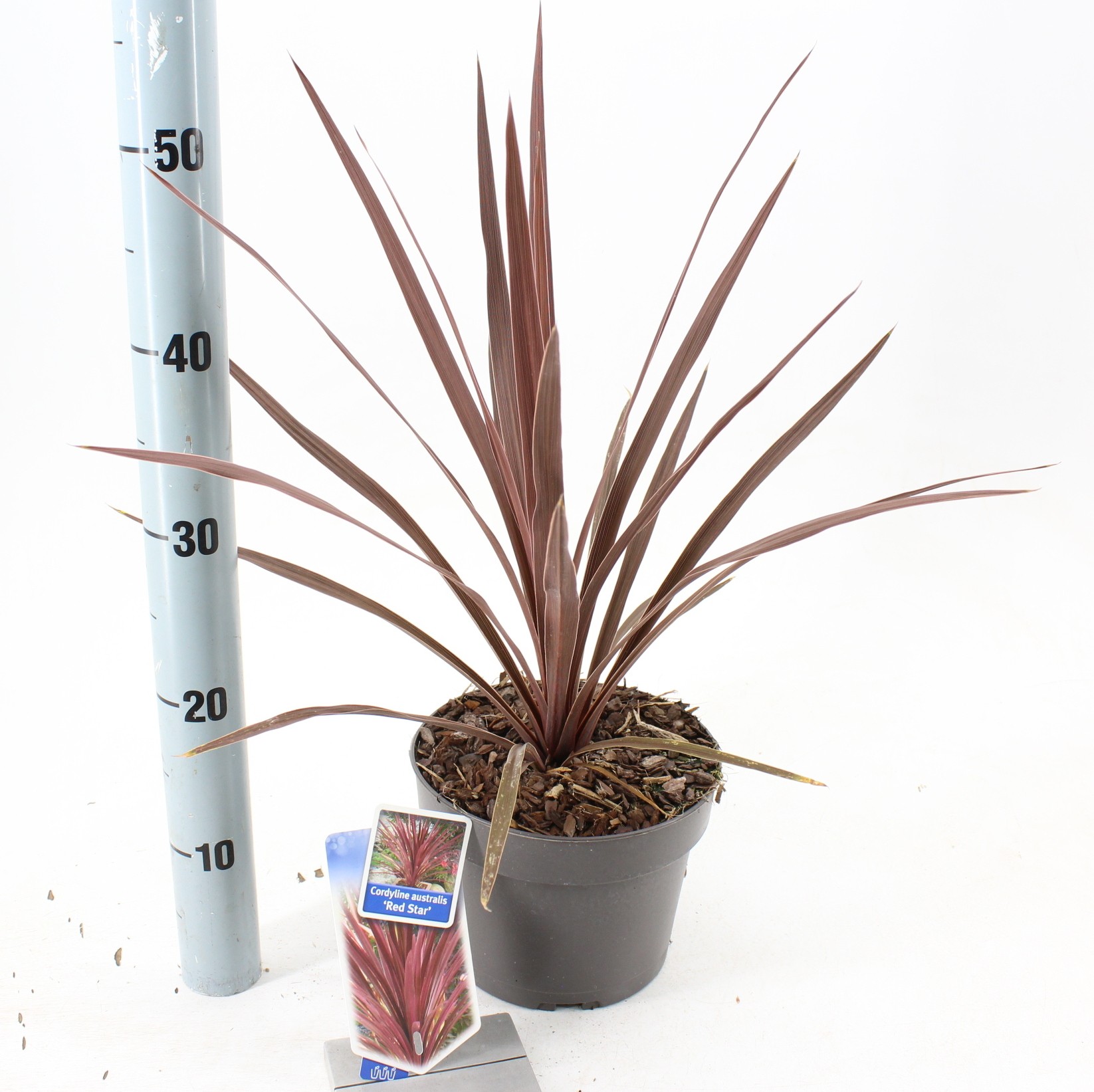 Picture of Cordyline australis 'Red Star'