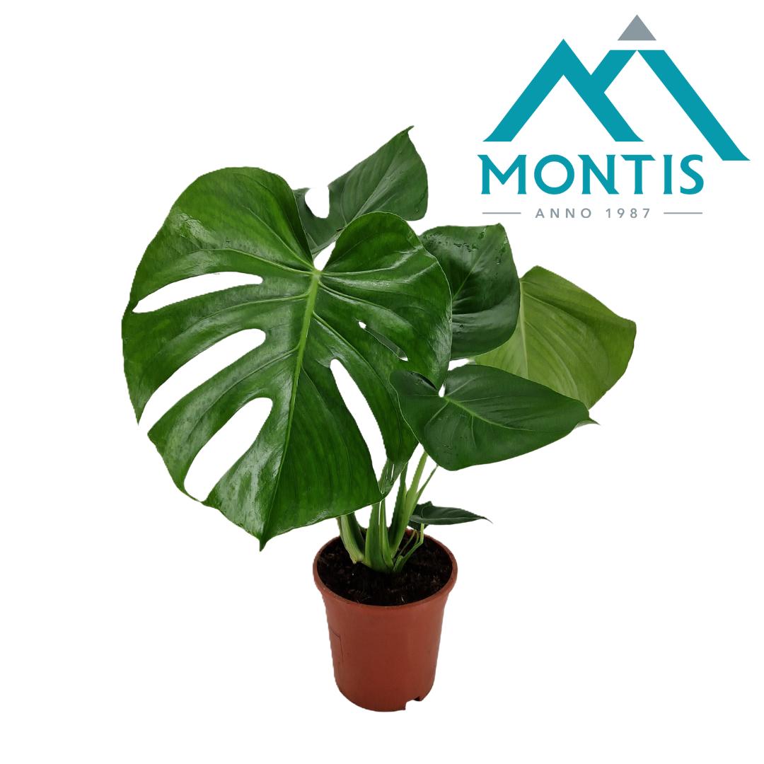 Picture of Monstera deliciosa P17 (2 Ltr) 55CM