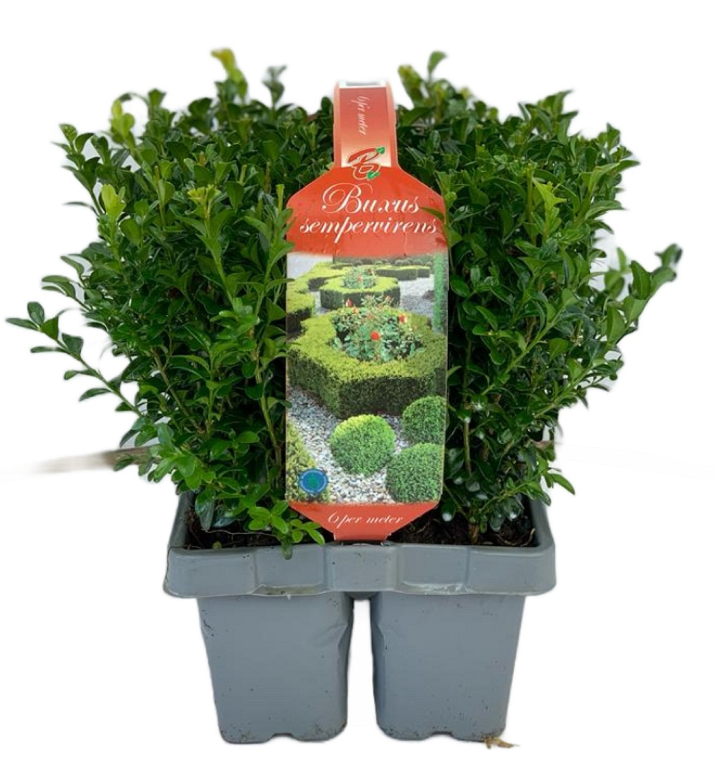 Picture of Buxus sempervirens 6-pack XL