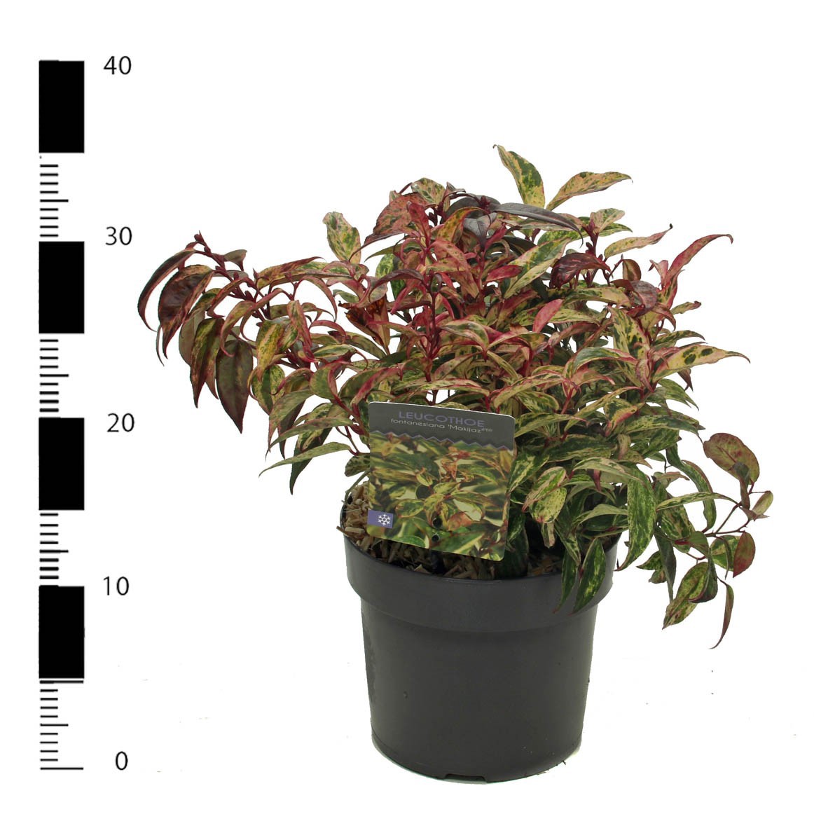 Picture of Leucothoe fontanesiana 'Makiejaz'