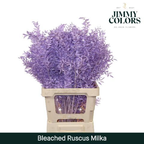 Ruscus Bleached Italy L70 Milka