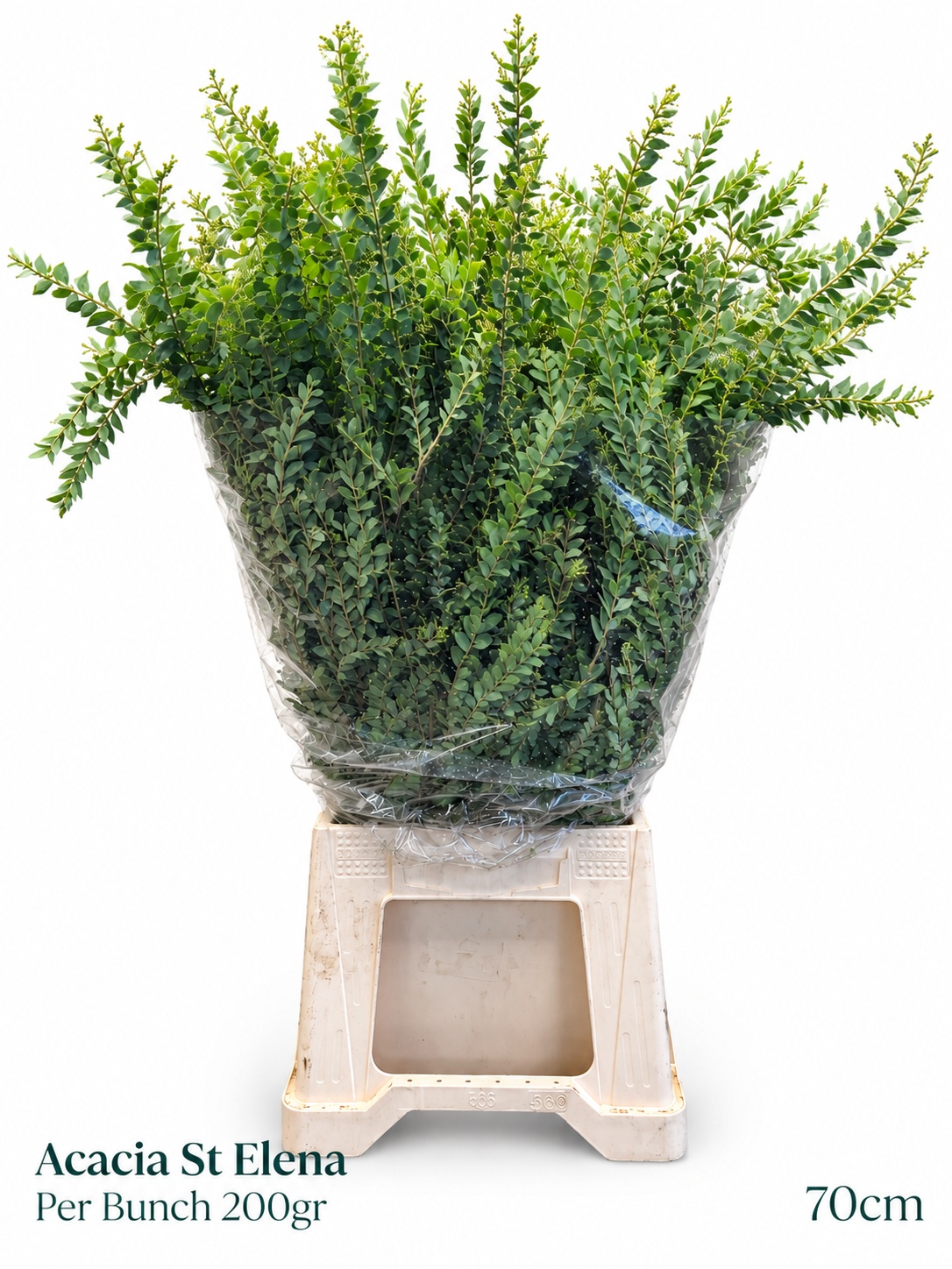 Acacia Dealbata Bs 200gram 23bloei