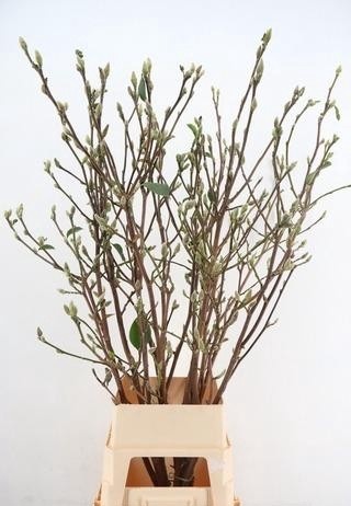 Magnolia Ov