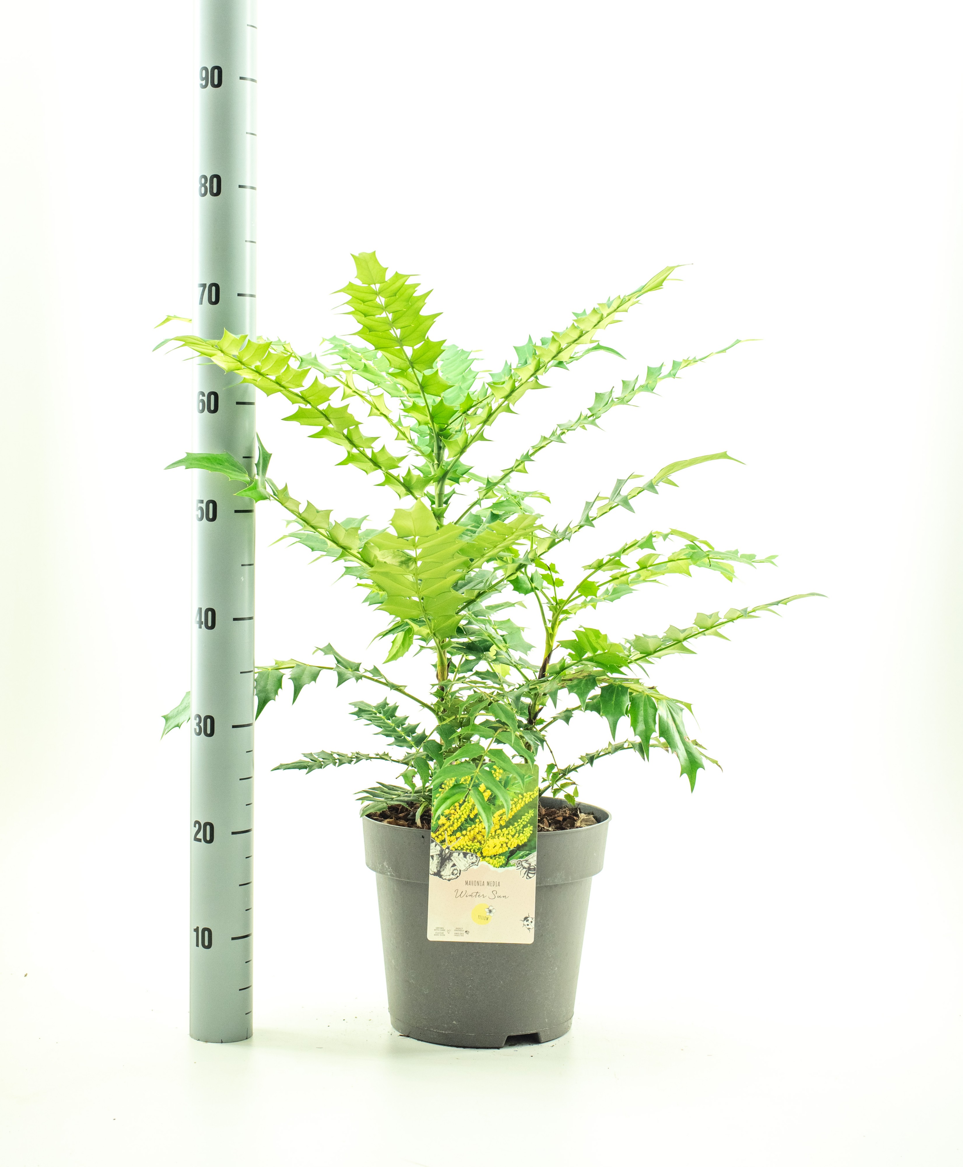 Picture of Mahonia med. Wintersun P26 (7.5 Ltr)