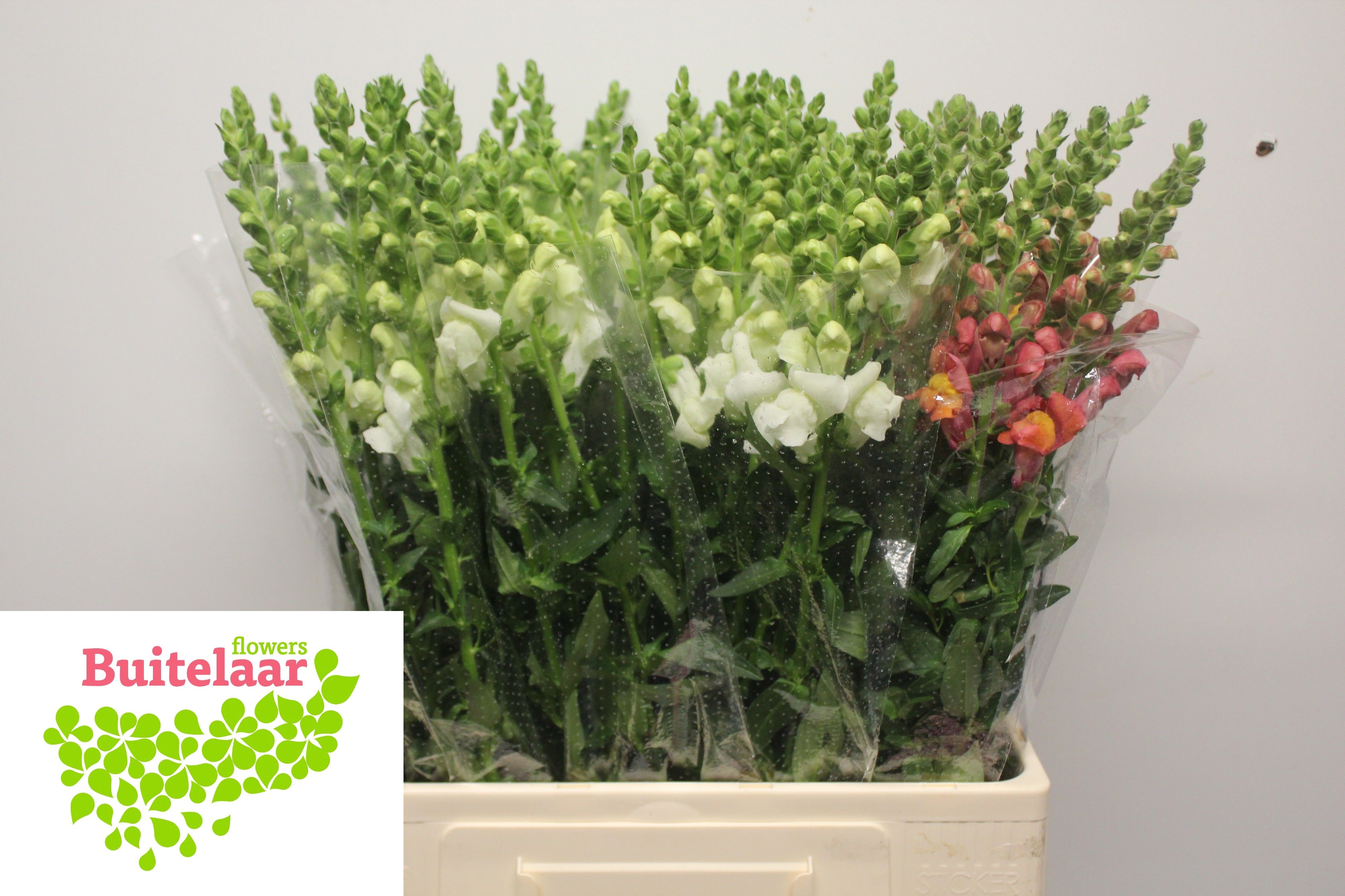 Antirrhinum 60cm